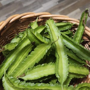 Urizun Japanese Winged Bean Seeds Wing Beans 15+ Seed Minimum Summer Heat Loving Rare Green Pole Bean Asian Vegetable Summer Crop