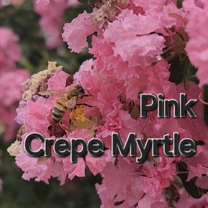 Pink Crepe Myrtle Tree 30+ zaden per pakket Open bestoven inheemse boomsoorten Zeldzame zaden decoratief blad