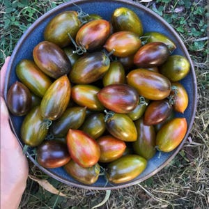 May include: A blue ceramic bowl filled with oblong tomatoes. The tomatoes display a mix of colors, including green, orange, and deep purple. The bowl is held over a bed of green grass.