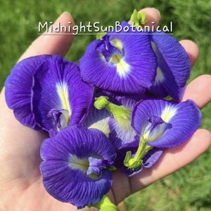Thai Blue Butterfly Pea Flower Seeds, Heirloom Organically Grown 25 minimum seed count.