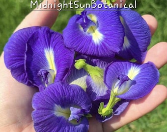 Thai Blue Butterfly Pea Flower Seeds, Heirloom Organically Grown 15+ Seed Count