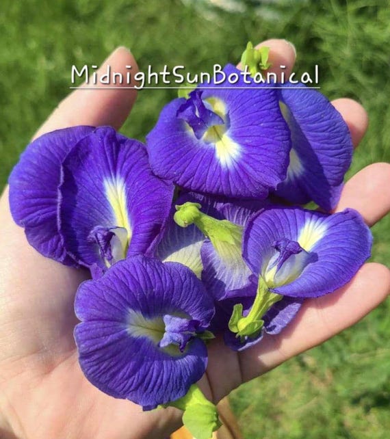 Thai Blue Butterfly Pea Flower Seeds, Heirloom Organically Grown 15+ Seed Count
