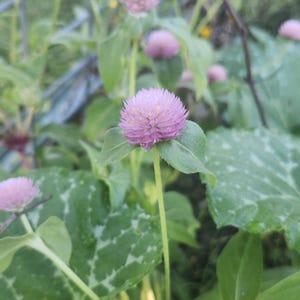 Graines de fleur de gomphrena pastel saumoné, héritage à pollinisation libre, plus de 40 graines par paquet.  Graines de fleurs d&#39;amarante globe