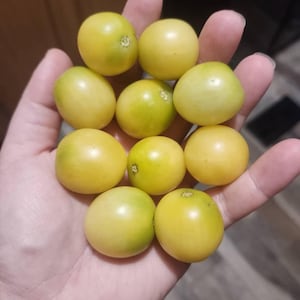 May include: A hand holding a collection of small, round, yellow-green fruits. The fruits have a smooth surface and a slightly translucent appearance. The color varies from pale yellow to a light green hue. The fruits are likely a type of berry or small fruit.