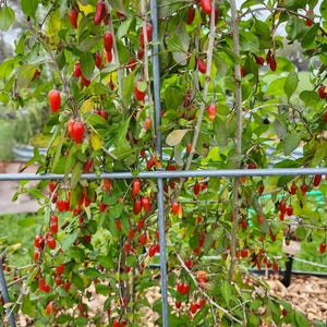 Könnte beinhalten: Eine Goji-Beeren-Pflanze mit zahlreichen kleinen, leuchtend roten, länglichen Beeren an dünnen, holzigen Zweigen. Die Pflanze wird von einem silberfarbenen Drahtgitter-Spalier gestützt, wobei grüne Blätter zwischen den Früchten zu sehen sind.