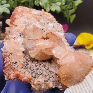 K&ouml;nnte beinhalten: Ein Cluster aus rosa Calcitkristallen auf einer Matrix aus grauem und braunem Gestein. Die Kristalle sind durchscheinend und haben einen leichten Orangestich.