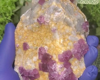 May include: A natural fluorite specimen featuring clusters of deep purple cubic crystals. The fluorite is set in a matrix of quartz and a golden-yellow mineral. The specimen is held in a gloved hand, with green foliage in the background.