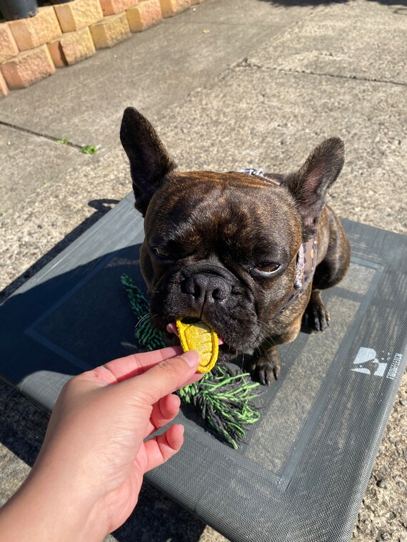 Carrot Homemade Low Calorie Dog Treats Organic Carrot Dog Treats