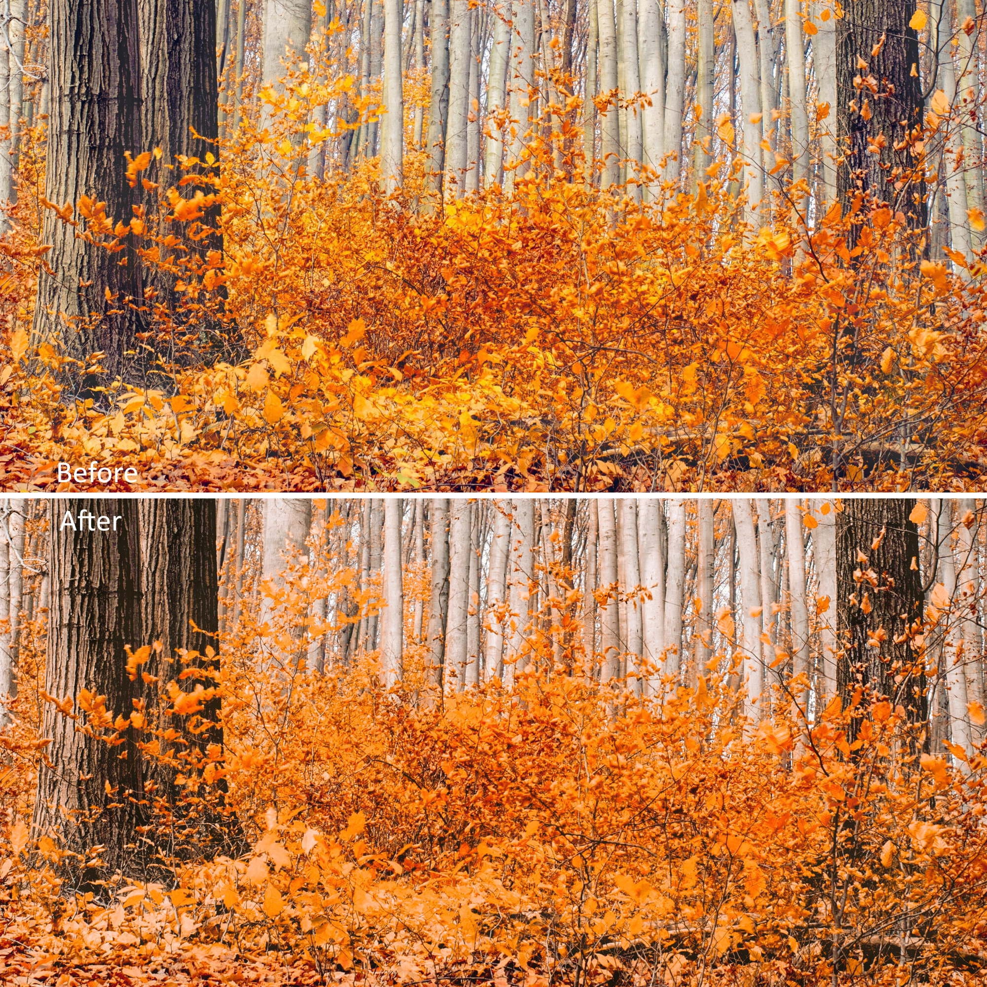 50 CINEMATIC STYLE Luts, Autumn Color Grading Video Filters, Premiere