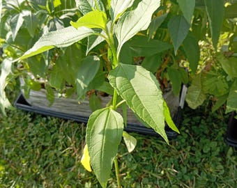 2 Sunflower Potato Seedlings (Helianthus tuberosus) – Edible Tubers, Edible Leaves & Pollinator Powerhouse | Hardy Perennial Vegetable