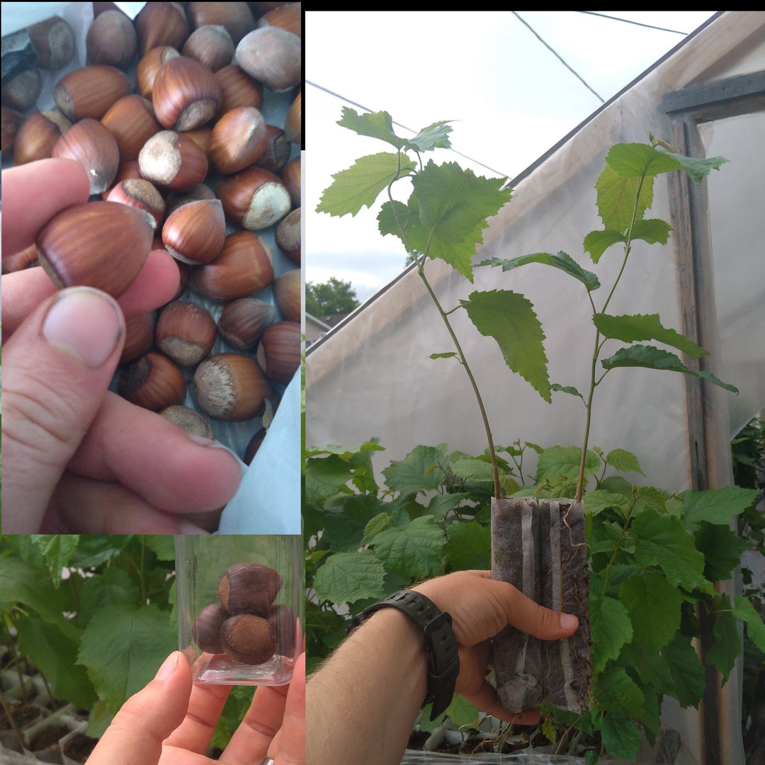 10 Hazelnut Seedlings corylus Americana Nut Tree Shrubs Etsy Canada