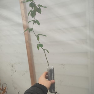 Hazelnut (corylus americana) Hardy Nut Tree Shrub Seedlings