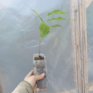 2yr Pawpaw (Asimina triloba) fruit tree seedlings
