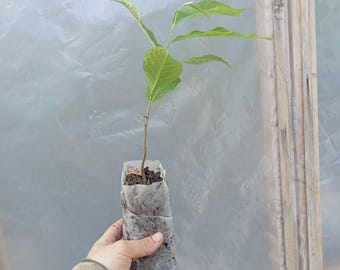 2yr Pawpaw (Asimina triloba) fruit tree seedlings