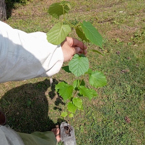 2yr Hazelnut (corylus americana) Hardy Nut Tree Shrub Seedlings