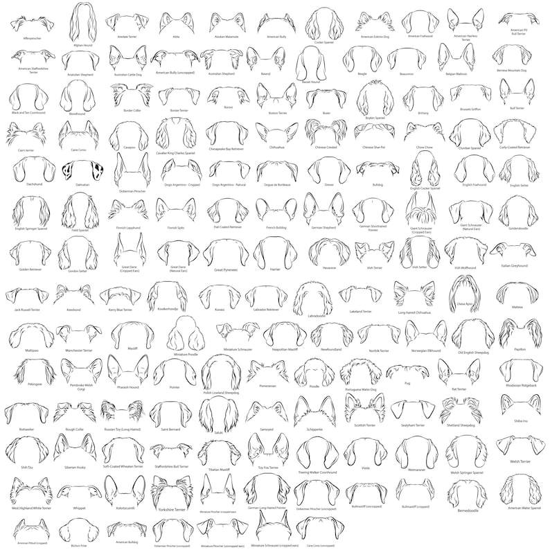 May include: A detailed black and white illustration showcasing a variety of dog ear shapes. The image features numerous line drawings of different breeds' ears, providing a visual guide for dog enthusiasts and artists.