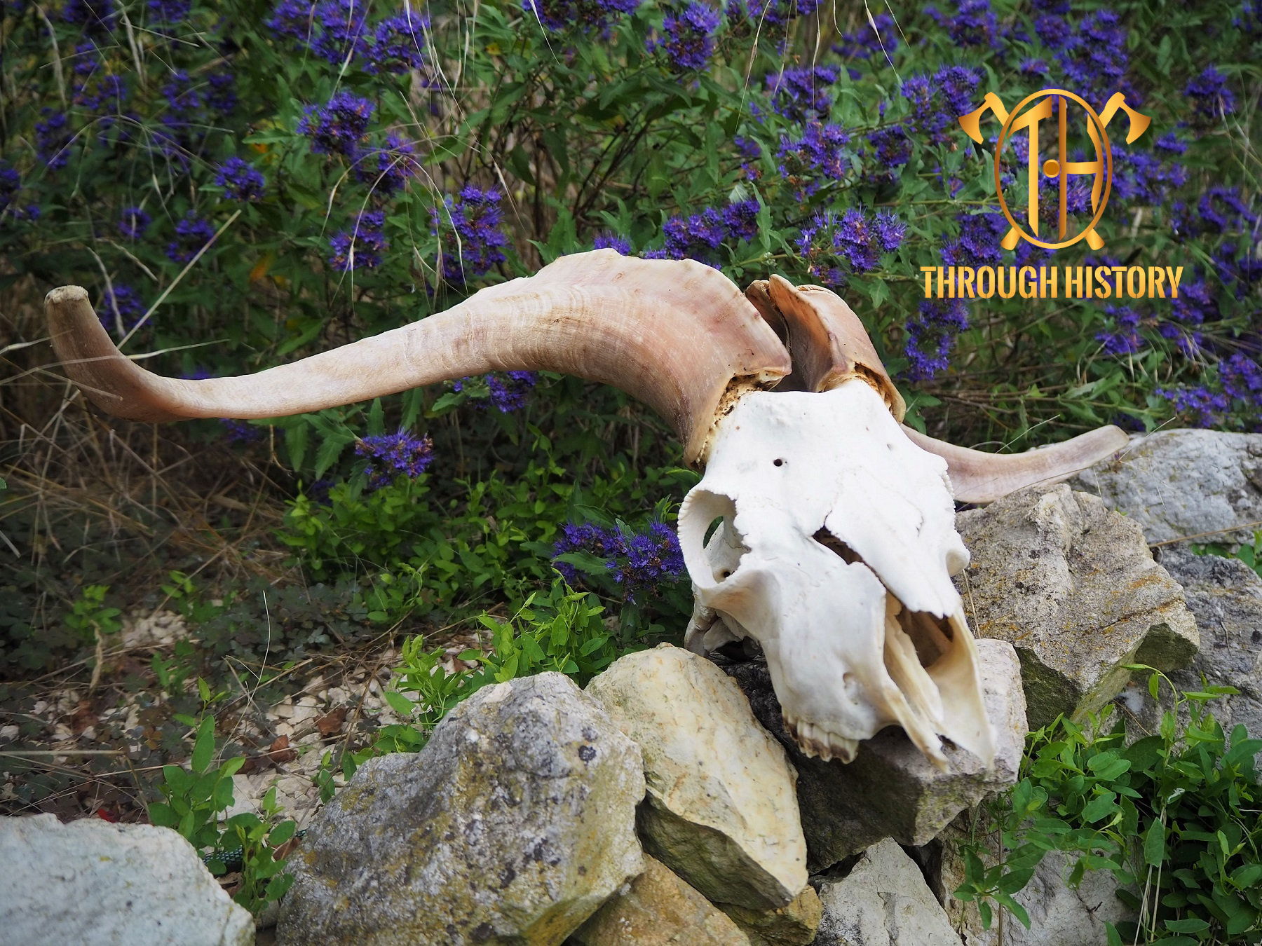 ヤギの頭蓋骨 - Etsy 日本