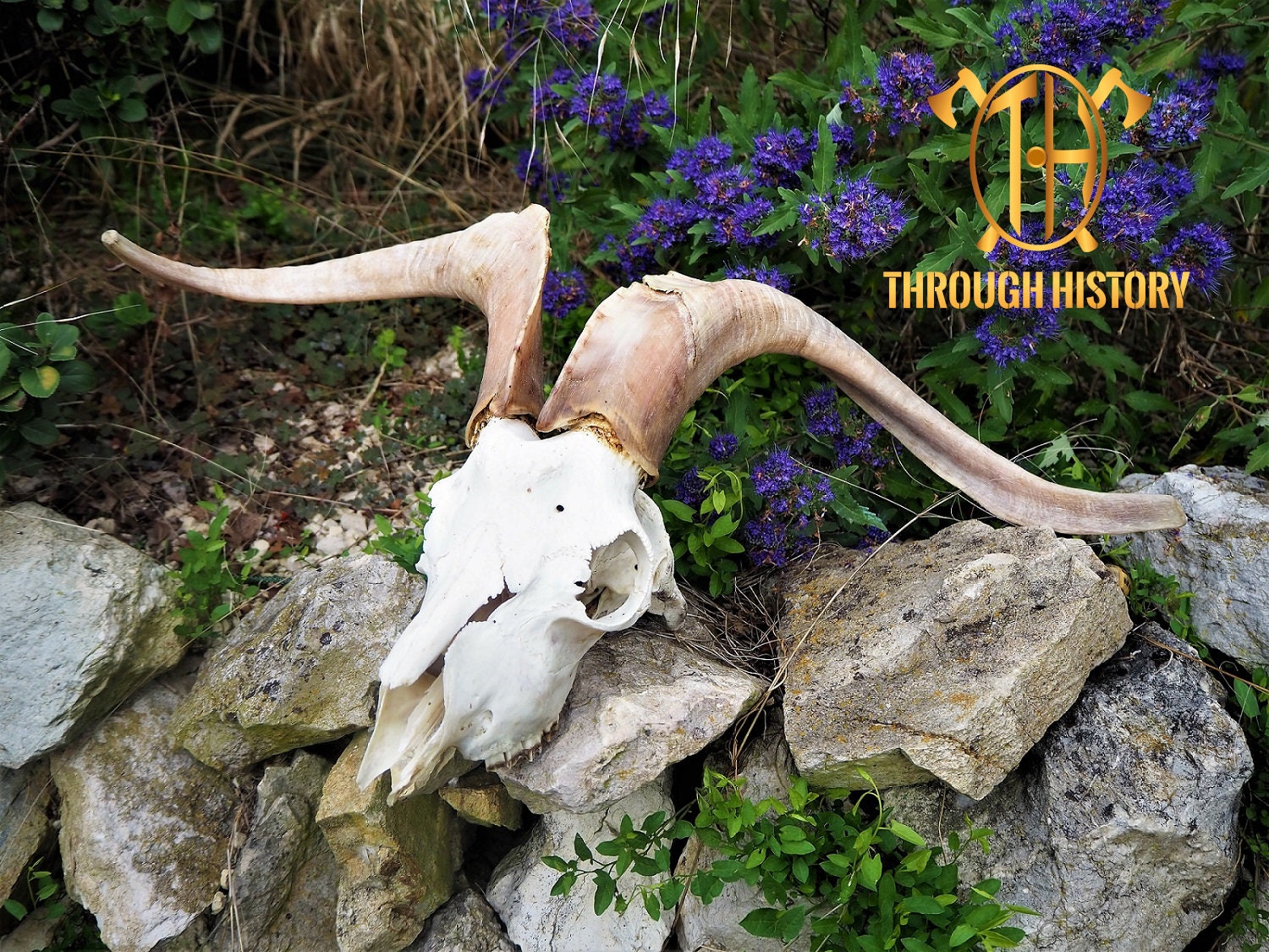 ヤギの頭蓋骨 - Etsy 日本