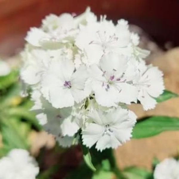 Stunning white Dianthus - packet of seeds - Sweet William Caryophyllaceae