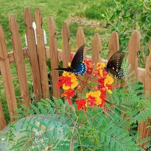 Vibrant Pride of Barbados - Seed Packet for Pollinators Caesalpinia Pulcherrima