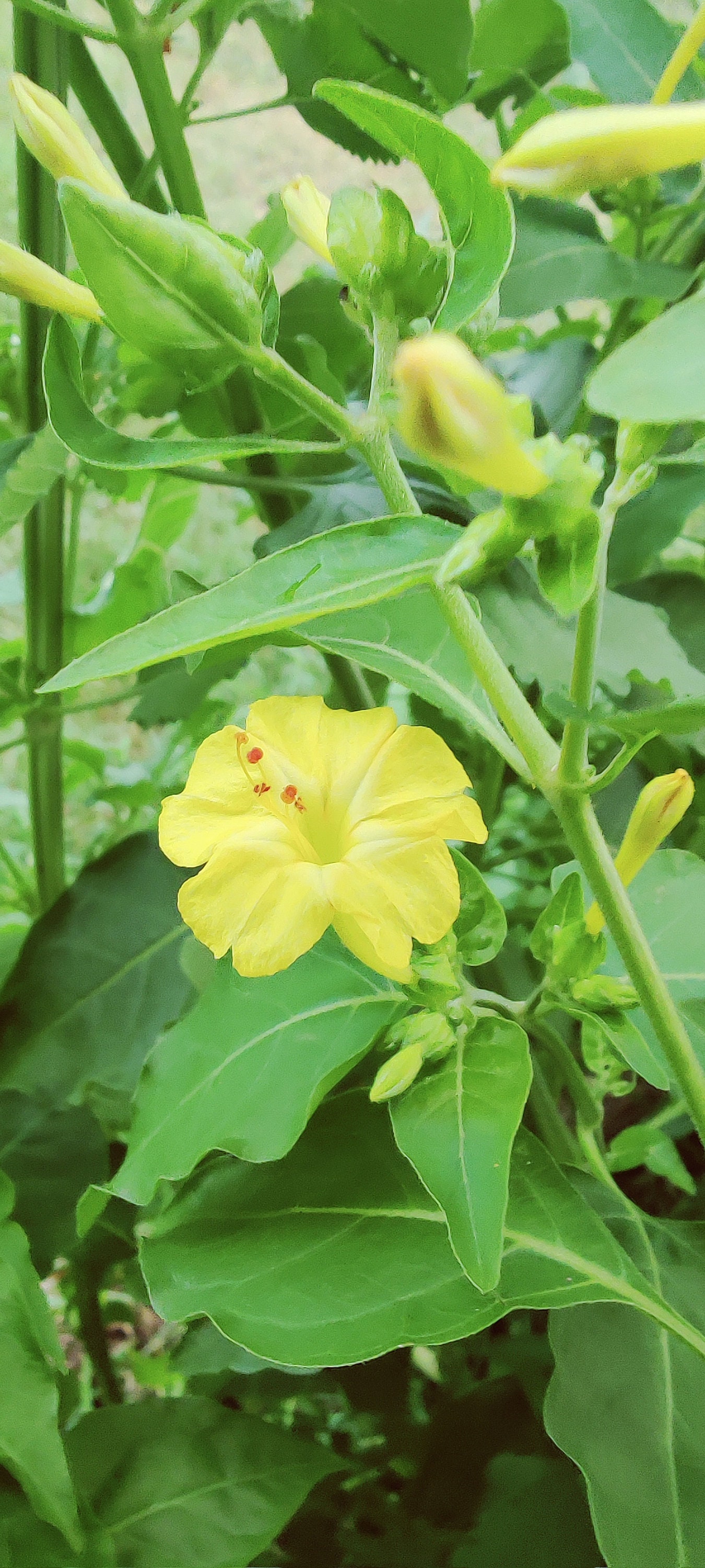 Yellow Four O'clock Flower Seeds 4 O'clock Flowers Etsy