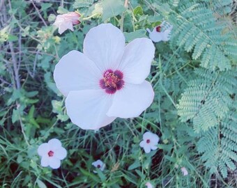 Brazilian Rock Rose Plant - Etsy