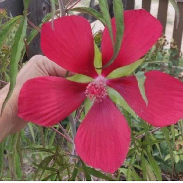 Stunning Red Texas Star Hibiscus - Packet of Seeds, Hibiscus coccineus or scarlet rose mallow