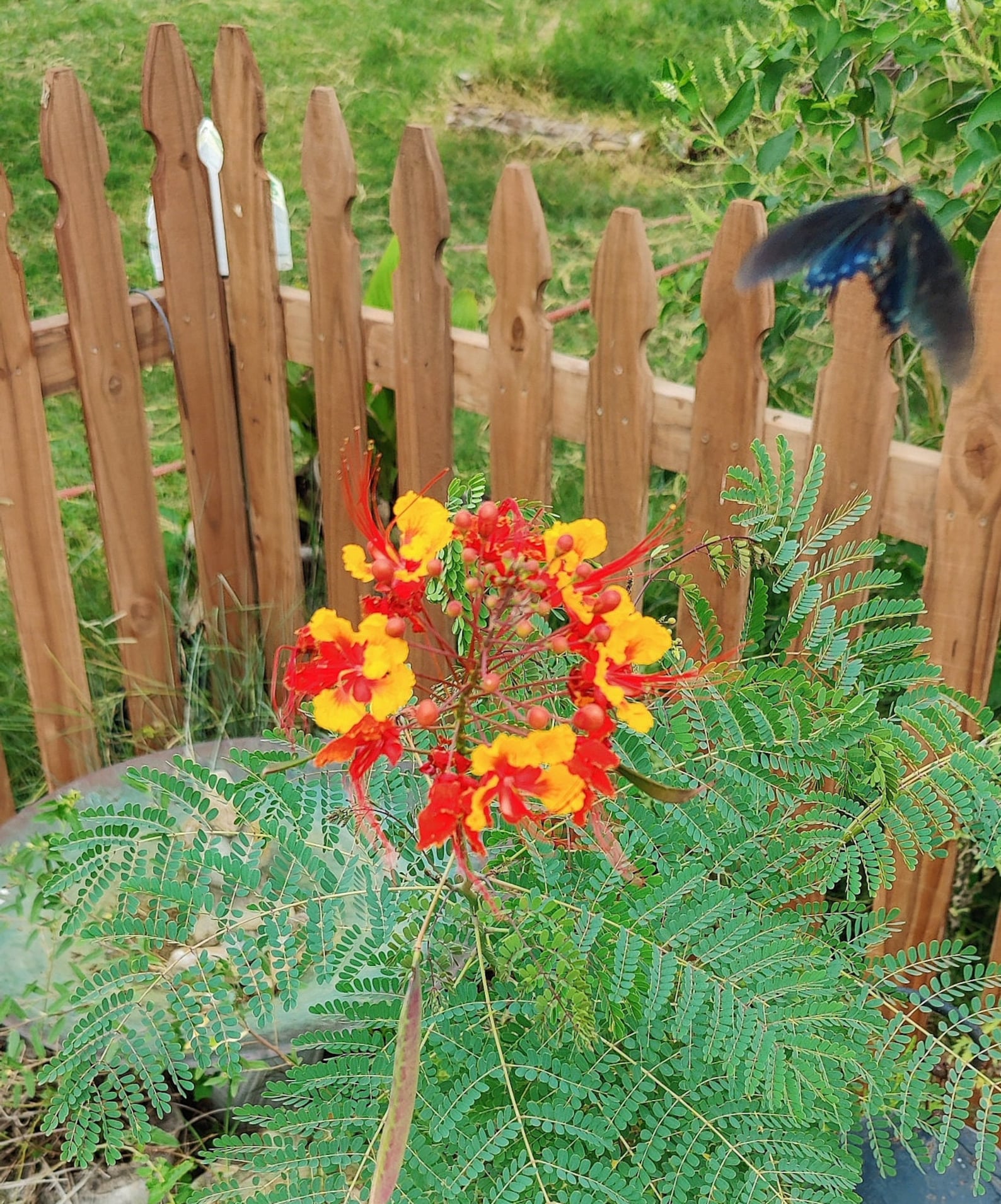 Vibrant Pride of Barbados Seed Packet for Pollinators Caesalpinia