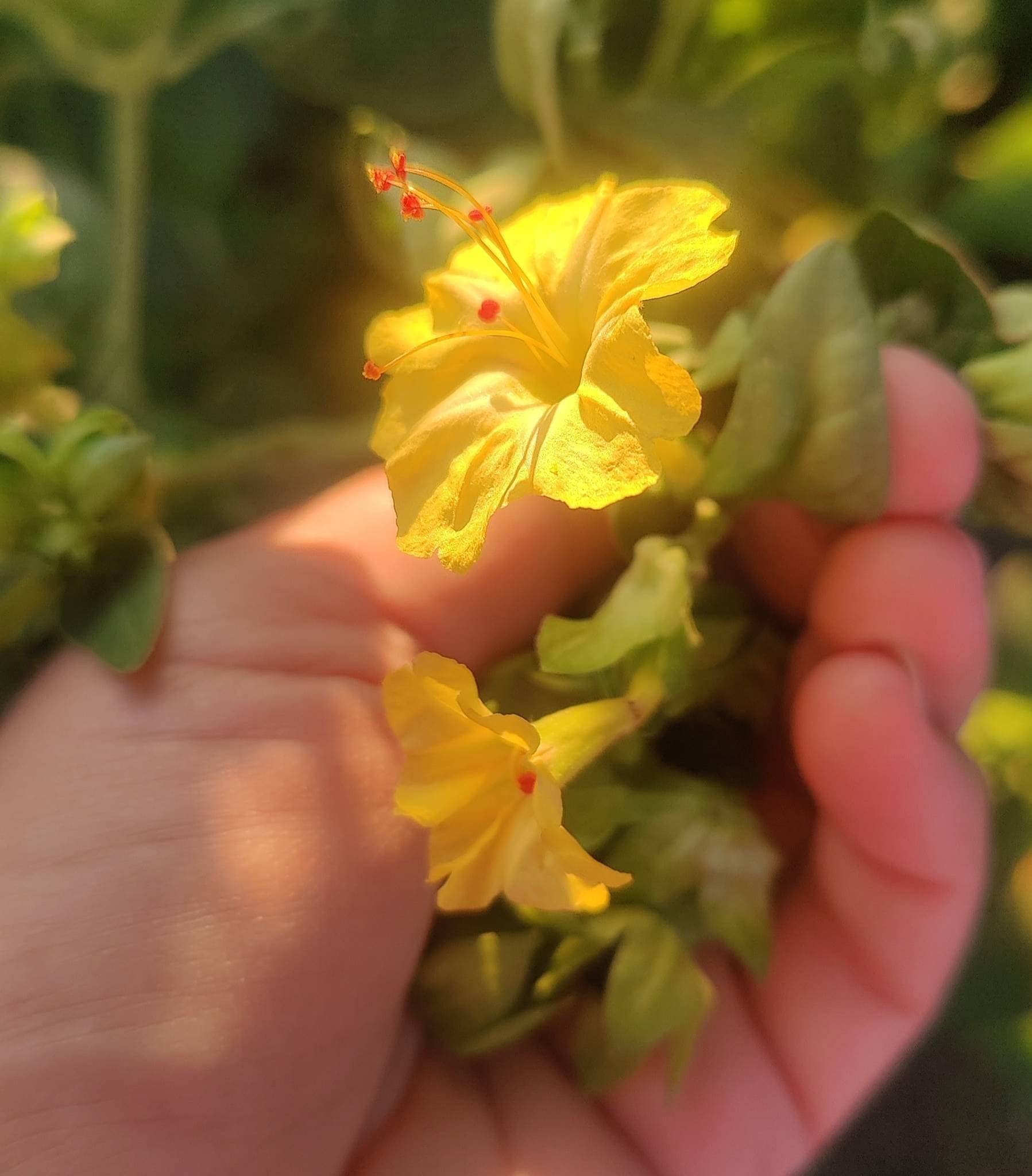 Yellow Four O'clock Flower Seeds 4 O'clock Flowers Etsy