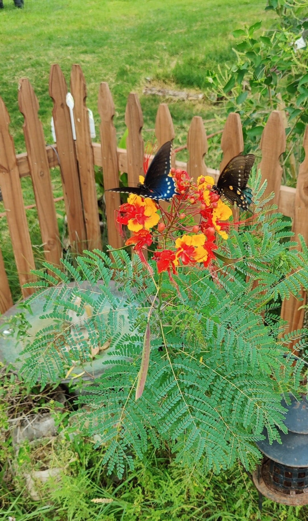 Vibrant Pride of Barbados Seed Packet for Pollinators Caesalpinia