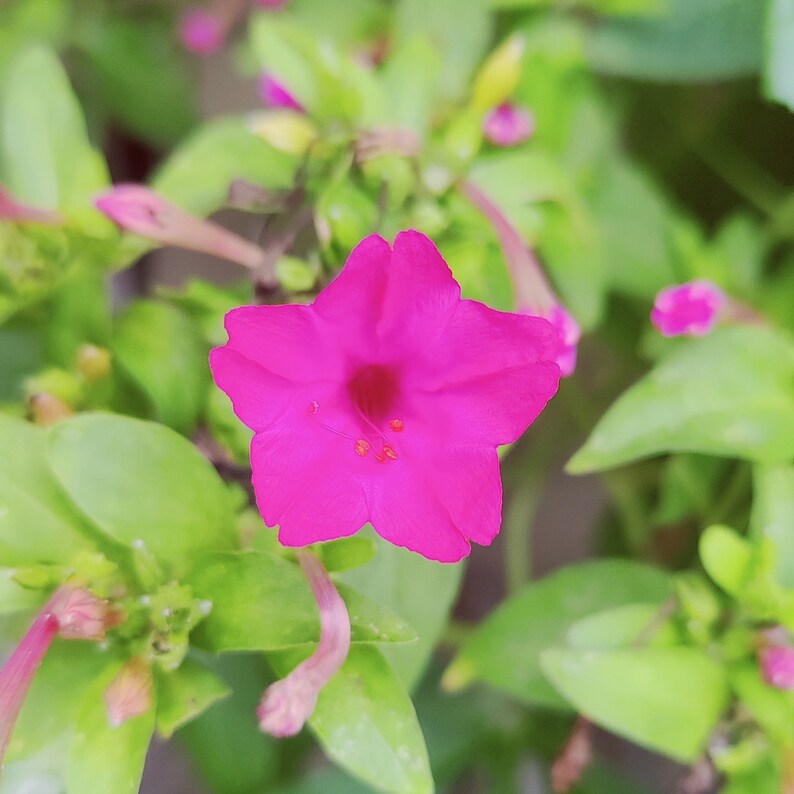 Pink Four O'clock Flower Seeds, 4 O'clock Flowers, 15 Seeds / Herbicide