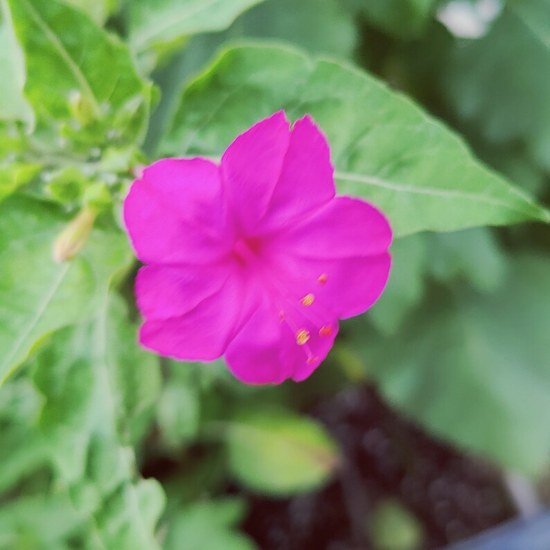 Pink Four O'clock Flower Seeds, 4 O'clock Flowers, 15 Seeds / Herbicide