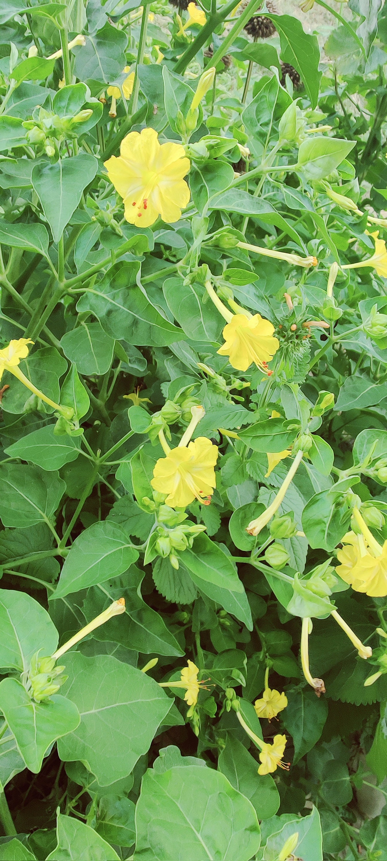 Yellow Four O'clock Flower Seeds 4 O'clock Flowers Etsy