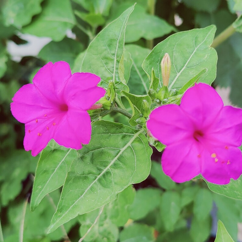 Pink Four O'clock Flower Seeds, 4 O'clock Flowers, 15 Seeds / Herbicide