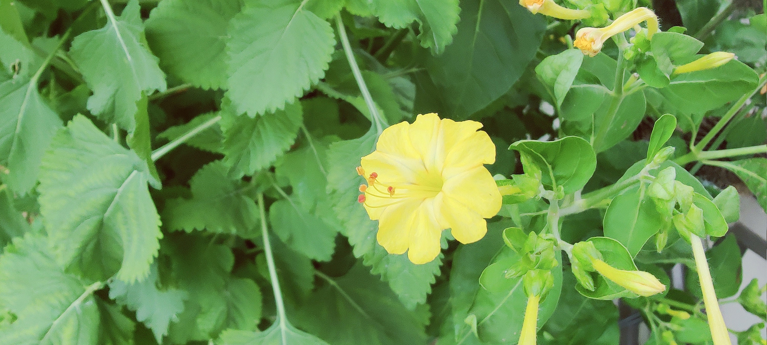 Yellow Four O'clock Flower Seeds 4 O'clock Flowers Etsy