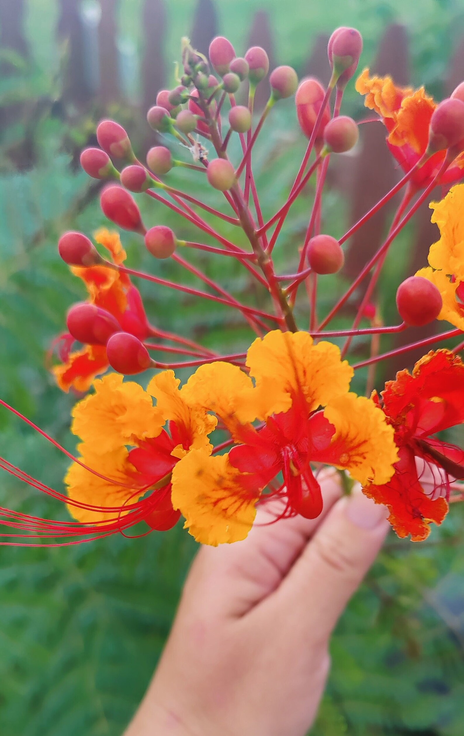 Vibrant Pride of Barbados Seed Packet for Pollinators Caesalpinia