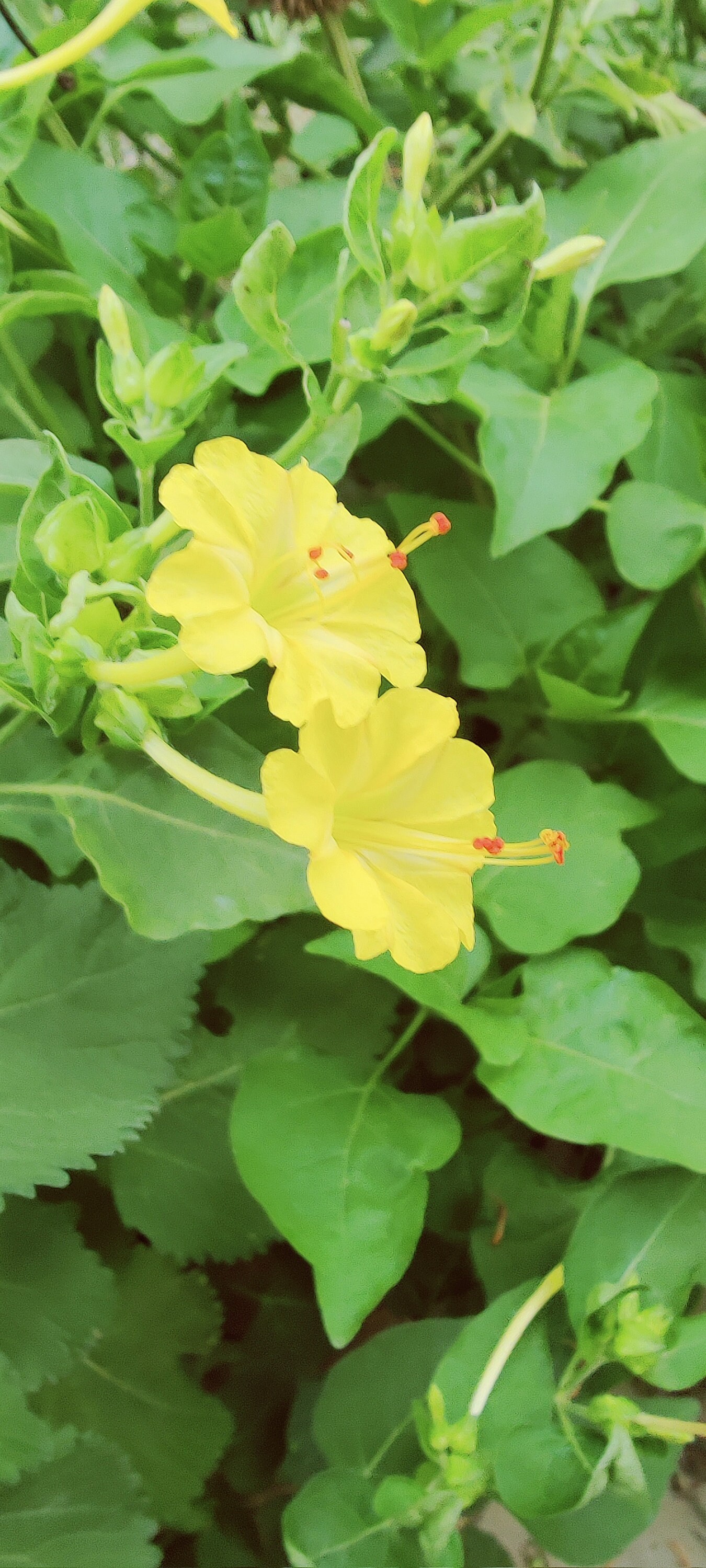 Yellow Four O'clock Flower Seeds 4 O'clock Flowers Etsy