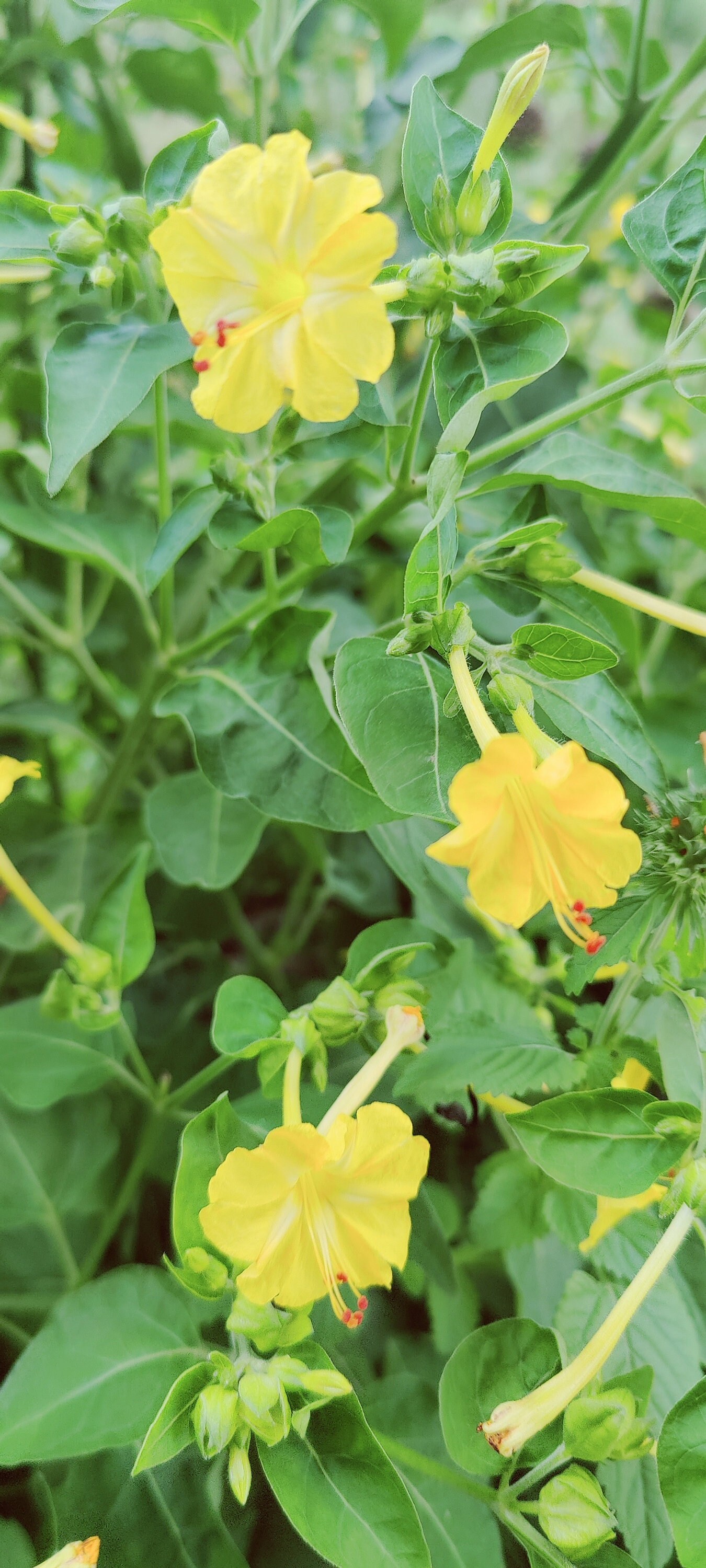 Yellow Four O'clock Flower Seeds 4 O'clock Flowers Etsy