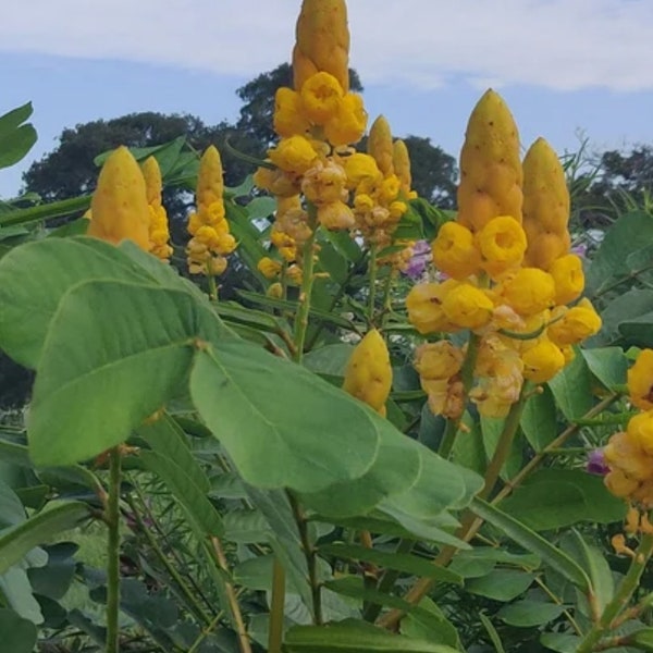 Yellow Candle Stick Senna - Patio Cassia - Packet of Seeds for garden tropical and bold