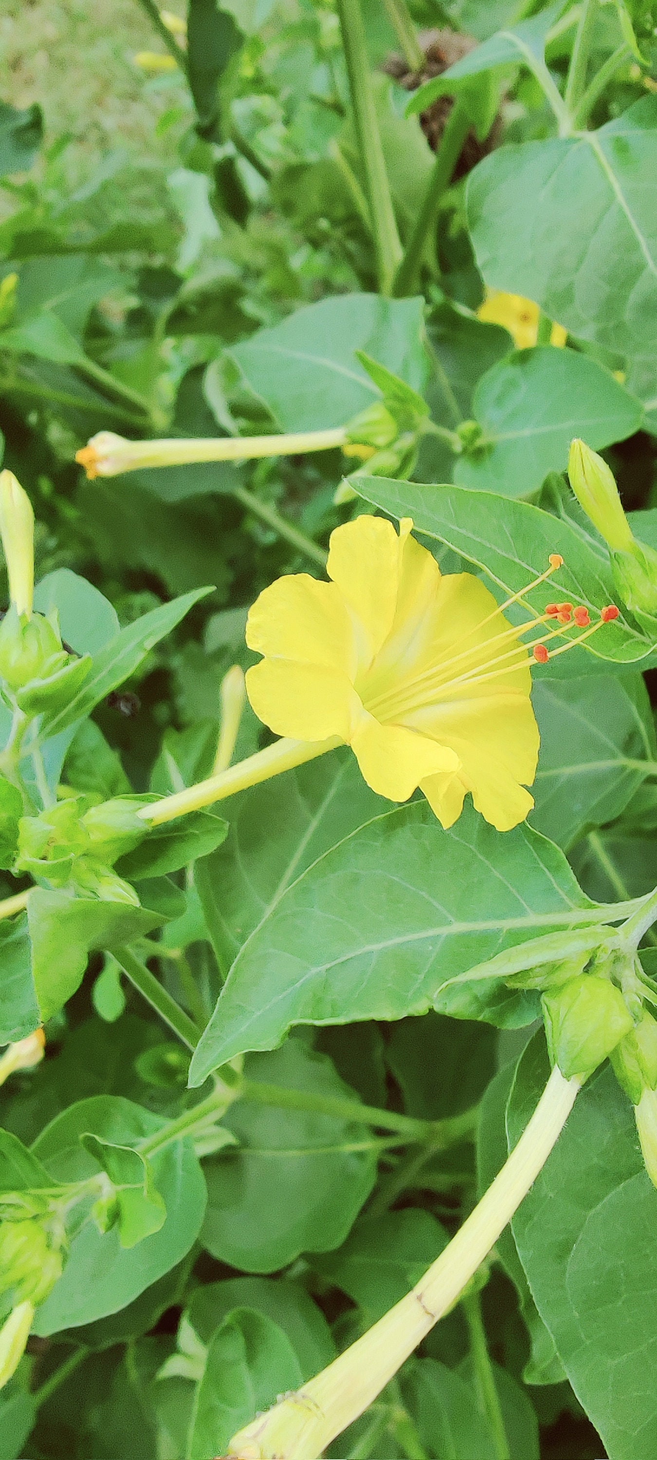 Yellow Four O'clock Flower Seeds 4 O'clock Flowers Etsy