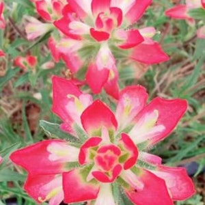 Indian Paintbrush Wildflower - Packet of Seeds Native Texas Castilleja