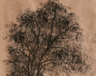A Tree in Forest Park art print download