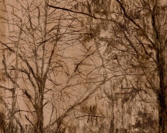 Winter Trees - Digital Art Print