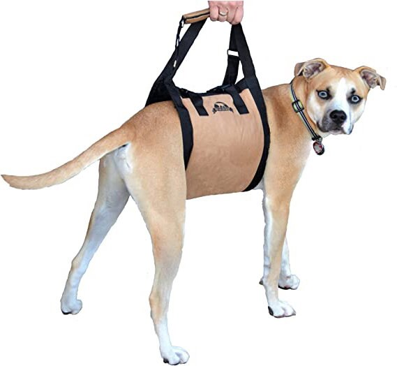 Dog lifts for stairs online