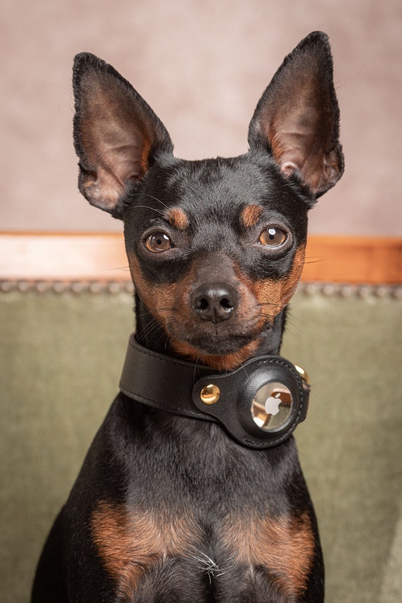 Air collar for dogs sales