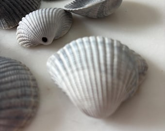 Loose, grey/ blue tone shells for crafting/ jewelry
