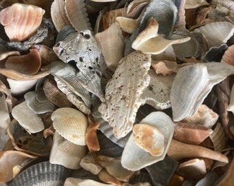 Loose shells and parts of shells (mixed variety) for crafting, 1 lb. Whole and parts