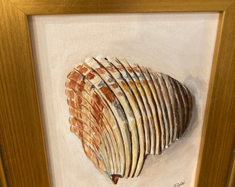 8x10 shell in acrylic, framed; free shipping