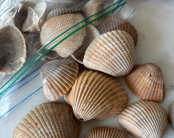 Loose, peach, tan , orange  tones shells for crafting/ jewelry