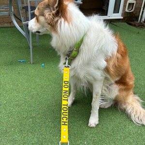 May include: A medium-sized dog with white and brown fur wearing a lime green collar. Attached to the collar is a bright yellow leash sleeve featuring the black text DO NOT TOUCH printed vertically, with silver metal hardware and rivets.